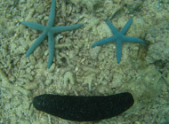 Starfish＆Sea cucumber